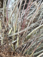 Tillandsia × floridana