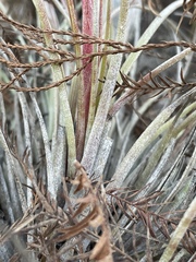 Tillandsia × floridana