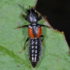 Bledius tricornis