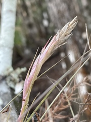 Tillandsia × floridana