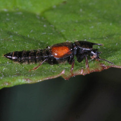 Bledius tricornis