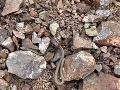 Hypsiglena ochrorhynchus