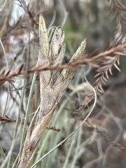 Tillandsia × floridana