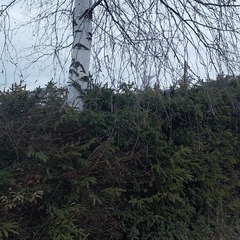 Betula pendula