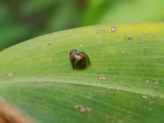 Hemisphaerius