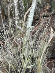Tillandsia × floridana