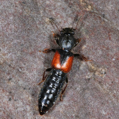 Bledius tricornis
