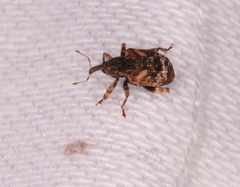 Conotrachelus anaglypticus