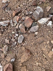 Hypsiglena ochrorhynchus