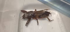 Gryllotalpa gryllotalpa