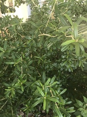 Croton linearis
