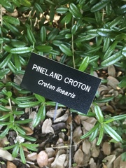 Croton linearis