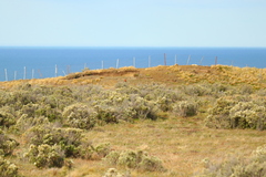 Leistes loyca