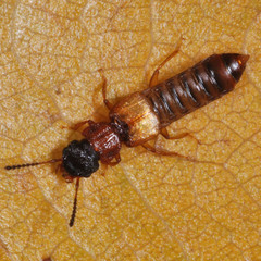 Oxytelinae