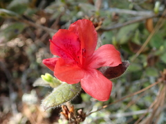 Rhododendron oldhamii