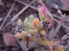 Drosanthemum archeri