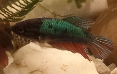 Betta splendens