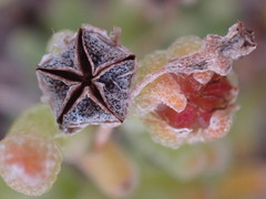 Drosanthemum archeri