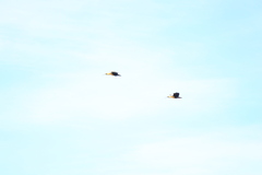 Theristicus melanopis