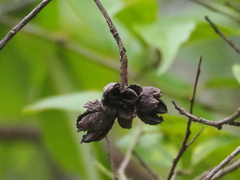 Eustigma oblongifolium