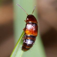 Tachyporinae