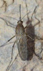 Aedes caspius