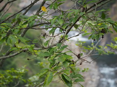 Eustigma oblongifolium