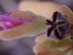 Drosanthemum archeri