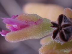 Drosanthemum archeri
