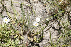 Helichrysum monticola