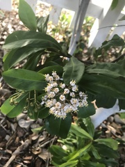 Ardisia escallonioides
