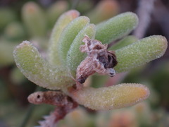 Drosanthemum archeri
