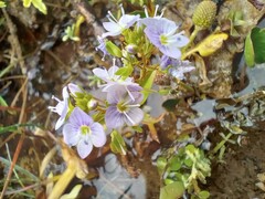 Veronica anagallis-aquatica anagallis-aquatica