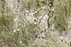 Helichrysum monticola