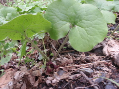 Asarum canadense