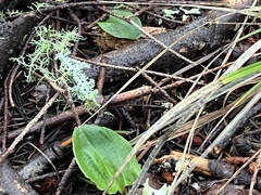 Calypso bulbosa occidentalis