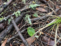 Calypso bulbosa occidentalis