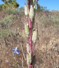 Delphinium parishii