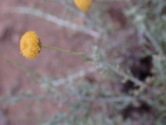 Pentzia incana