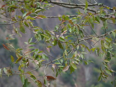 Fraxinus insularis