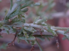 Pentzia incana
