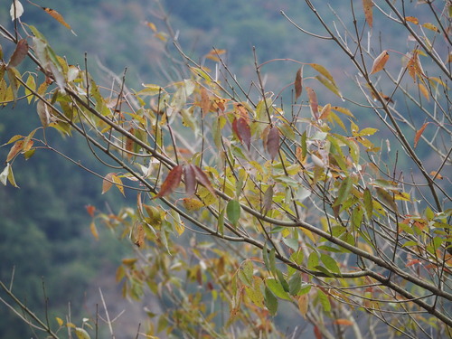 Image of Fraxinus insularis by no rights reserved
