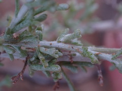 Pentzia incana