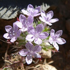 Langloisia setosissima