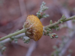 Pentzia incana
