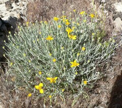 Psilostrophe cooperi