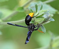 Synagris