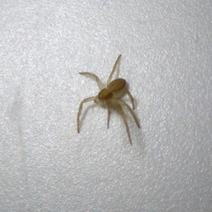 Philodromus