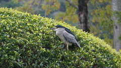 Nycticorax nycticorax nycticorax