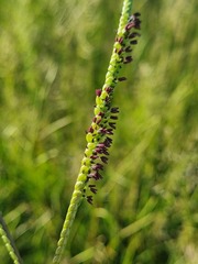 Paspalum notatum